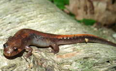 Desmognathus ocoee