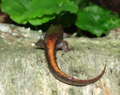 Desmognathus ocoee