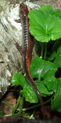 Desmognathus ocoee