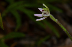 Caladenia variegata