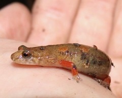 Desmognathus ocoee
