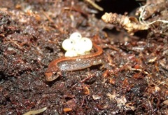 Desmognathus aeneus