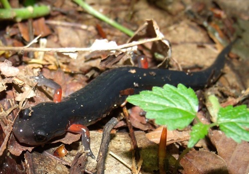 Red-legged Salamander