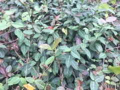 Trachelospermum