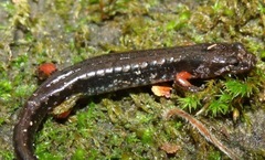 Desmognathus ocoee
