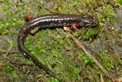Desmognathus ocoee