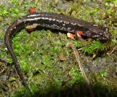 Desmognathus ocoee