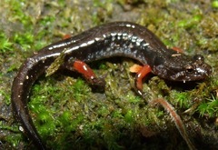 Desmognathus ocoee