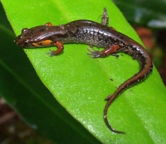 Desmognathus ocoee
