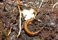 Desmognathus aeneus