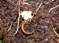 Desmognathus aeneus