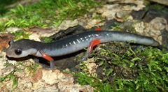 Plethodon shermani