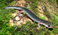 Plethodon shermani