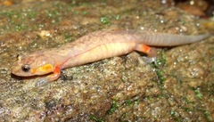 Desmognathus ocoee