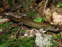 Desmognathus amphileucus