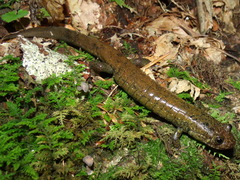 Desmognathus amphileucus