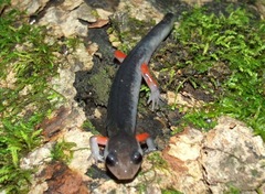 Plethodon shermani