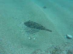 Sphoeroides lobatus