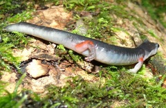 Plethodon shermani