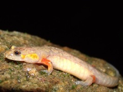 Desmognathus ocoee