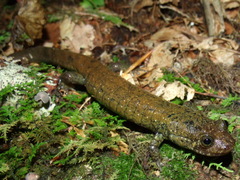 Desmognathus amphileucus