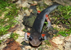 Plethodon shermani