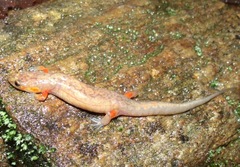Desmognathus ocoee