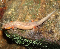 Desmognathus ocoee
