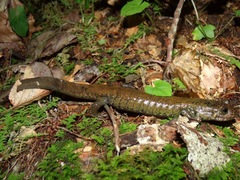 Desmognathus amphileucus