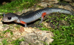 Plethodon shermani
