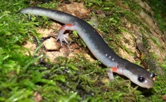 Plethodon shermani