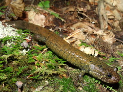 Desmognathus amphileucus