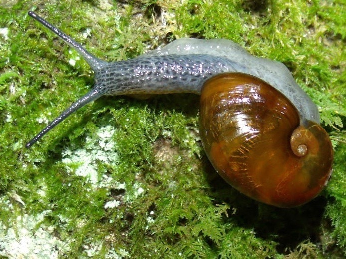glassy grapeskin