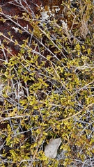 Coprosma crenulata