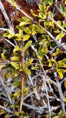 Coprosma crenulata