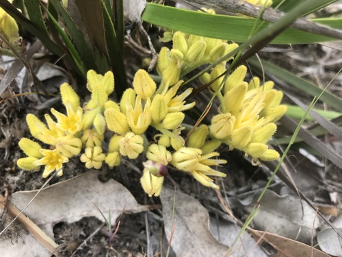 Conostylis aculeata (Conostylis aculeata)