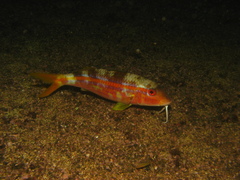Mulloidichthys dentatus