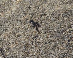 Thinopinus pictus