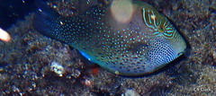 Canthigaster amboinensis