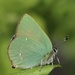 Green Hairstreak - Photo (c) Michael Bierbaumer, some rights reserved (CC BY-NC), uploaded by Michael Bierbaumer