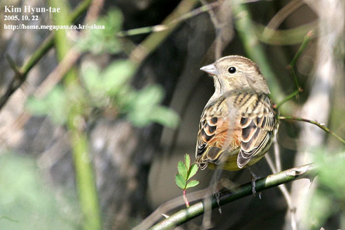 Chestnut Bunting (Emberiza rutila), photo 7