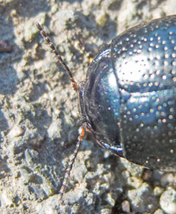 Chrysolina vernalis