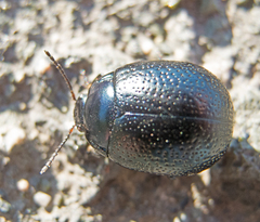 Chrysolina vernalis
