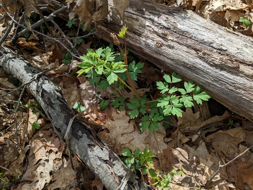 Image of Lamprocapnos spectabilis by (c) Laura J. Costello, some rights reserved (CC BY)