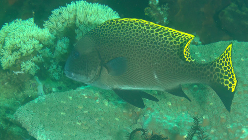 Blackfin slatey (Diagramma melanacrum) — Haemulidae
