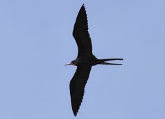 Fregata magnificens
