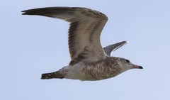Larus californicus