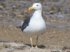 Larus livens