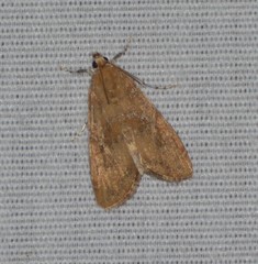 Elophila gyralis
