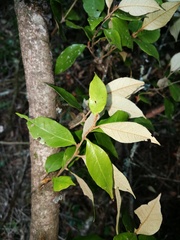 Trichocladus ellipticus